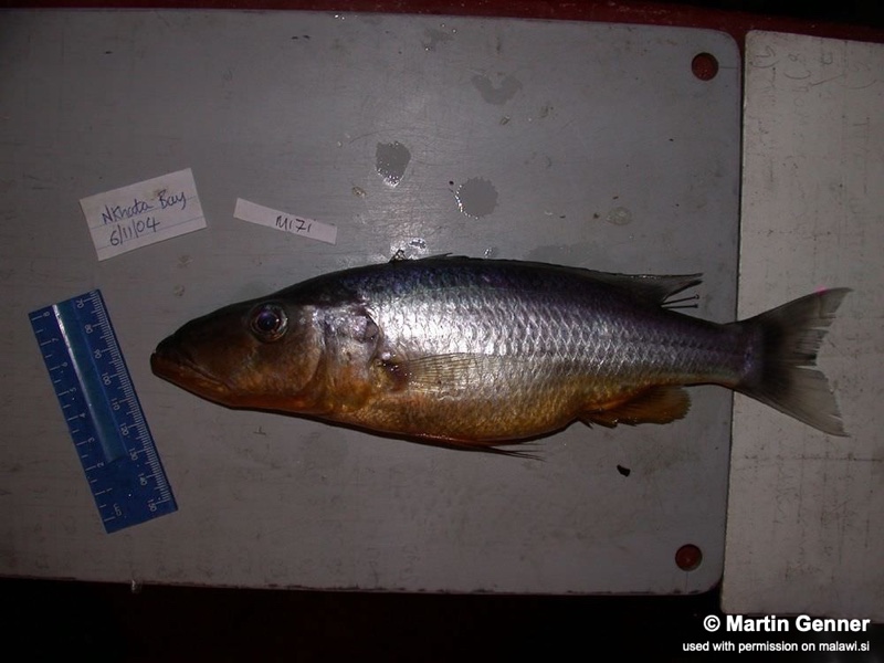 Rhamphochromis sp. 'longsnout' Nkhata Bay